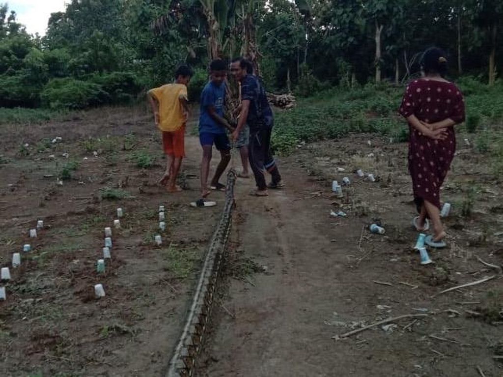 Warga Sultra Bersatu Selamatkan Gadis dari Ular Piton 7 Meter