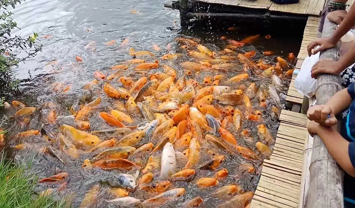 Ikan: Mengenal Jenis, Habitat, Manfaat, dan Peranannya bagi Kehidupan